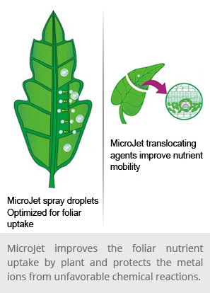 Foliar Fertilization