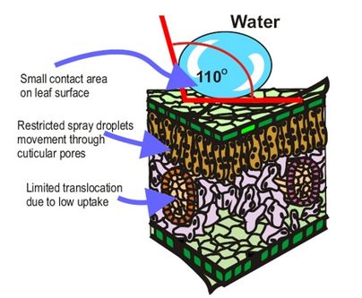 Surfactants Surfactants