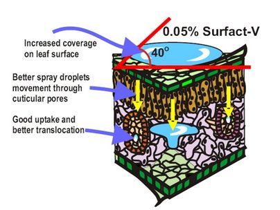 Surfactants Surfactants